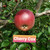 Cherry Cox Custom Benchgraft
