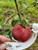 Dymock Red Custom Benchgraft