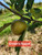 Ermen's Russet Custom Benchgraft