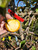 Golden Russet Custom Benchgraft