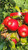 Honeycrisp Custom Benchgraft