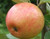 Irish Peach Custom Benchgraft