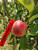 Norfolk Royal Russet Custom Benchgraft