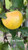 PawPaw Sweet Custom Benchgraft