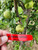 Hendre Huffcap Custom Benchgraft