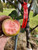 Airlie's Red Flesh Apple Tree
