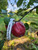 Bloody Ploughman Apple Tree