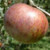 Carter Blue Apple Tree