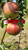 Chesapeake Apple Tree
