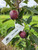Harry Baker Apple Tree