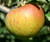 Holstein Apple Tree