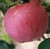 Limbertwig Caney Fork Apple Tree