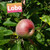 Lobo Apple Tree