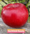 Northfield Beauty Apple Tree