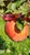 Red Rebel Apple Tree