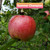 Summer Champion Apple Tree