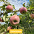 Taterhouse Apple Tree