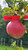 Waltana Apple Tree