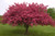 Prairiefire Scionwood