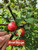Binet Rouge Custom Benchgraft