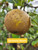 Egremont Russet Custom Benchgraft