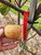 Muscat de Bernay Custom Benchgraft