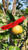 Red Winter Pearmain Custom Benchgraft