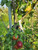 Reinette Rouge Etoilee Custom Benchgraft