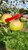 Rhode Island Greening Custom Benchgraft