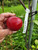 Sops of Wine Custom Benchgraft