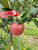 Stayman Winesap Custom Benchgraft