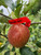 Strudel Apfel Custom Benchgraft