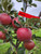Winesap Custom Benchgraft