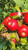 Honeycrisp Scionwood