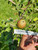 Hubbards Pearmain Scionwood