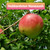 Hubbardston Nonesuch Scionwood