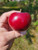 Ruby Mac Scionwood