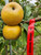 St. Edmunds Russet Scionwood