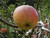 Blenheim Orange Apple Tree