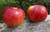 Cortland Apple Tree