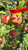 Cox's Orange Pippin Apple Tree