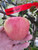 Crimson Gold Apple Tree