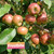 Frostbite Apple Tree