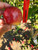 Golden Pearmain Apple Tree