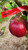 Idared Apple Tree