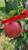 Jupiter Apple Tree