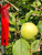 Lodi Apple Tree