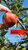 Maigold Apple Tree