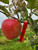 Mollies Delicious Apple Tree