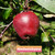 Niedzwetzkyana Apple Tree